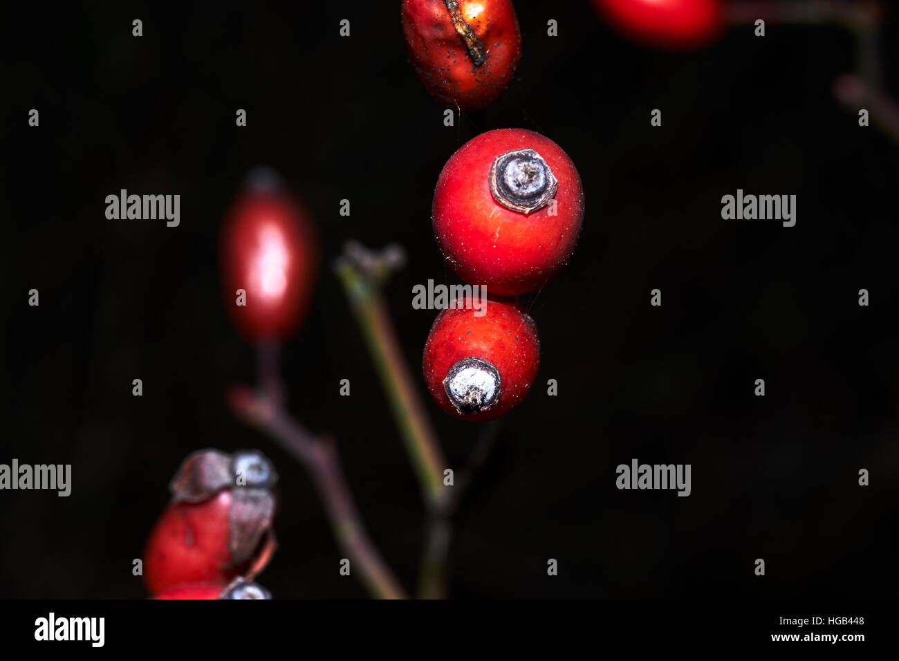 Wilde Beeren Stockfoto