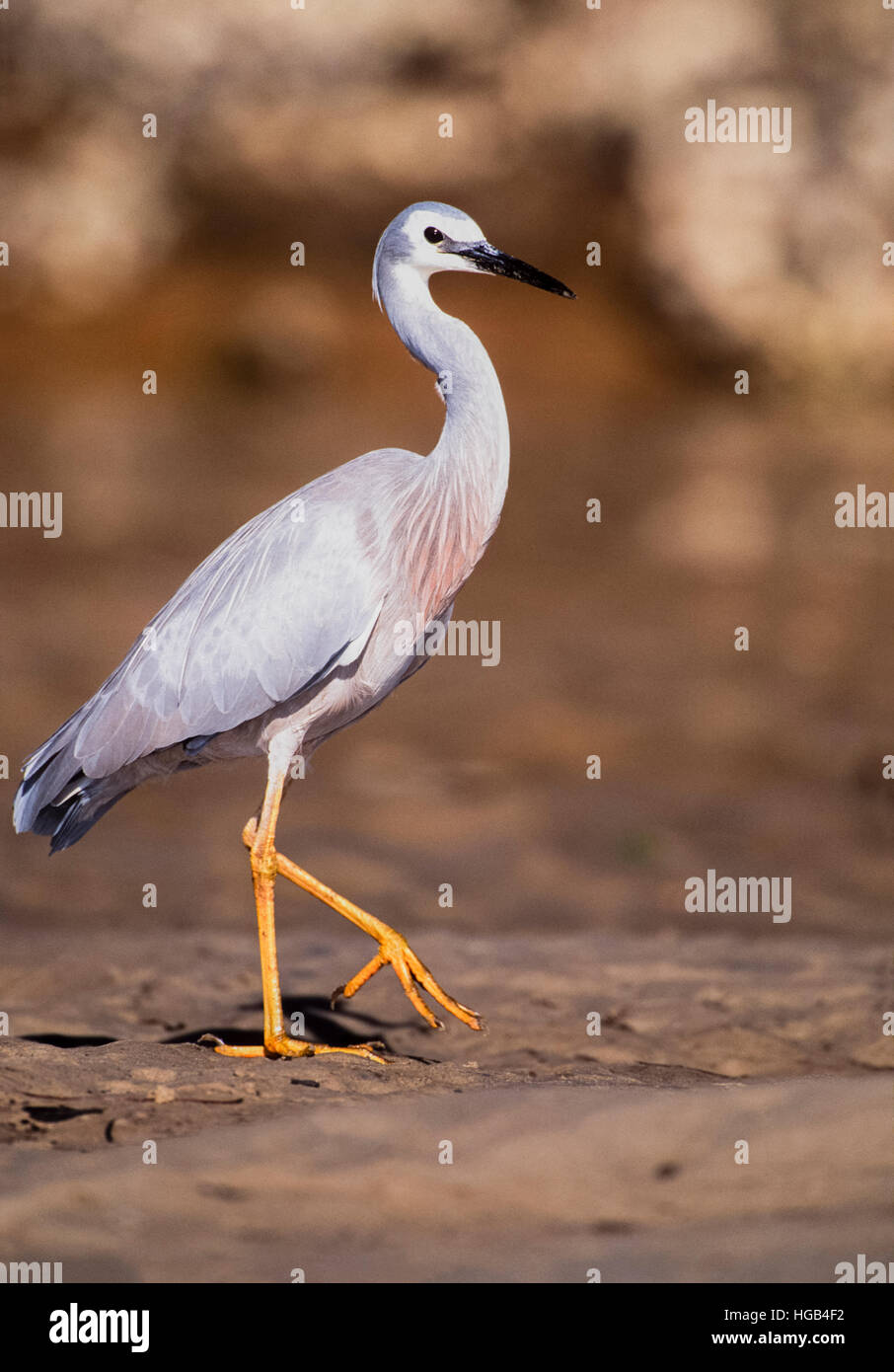 White-faced Reiher, (Egretta Novaehollandiae), auch bekannt als White-fronted Reiher, Byron Bay, New South Wales, Australien Stockfoto