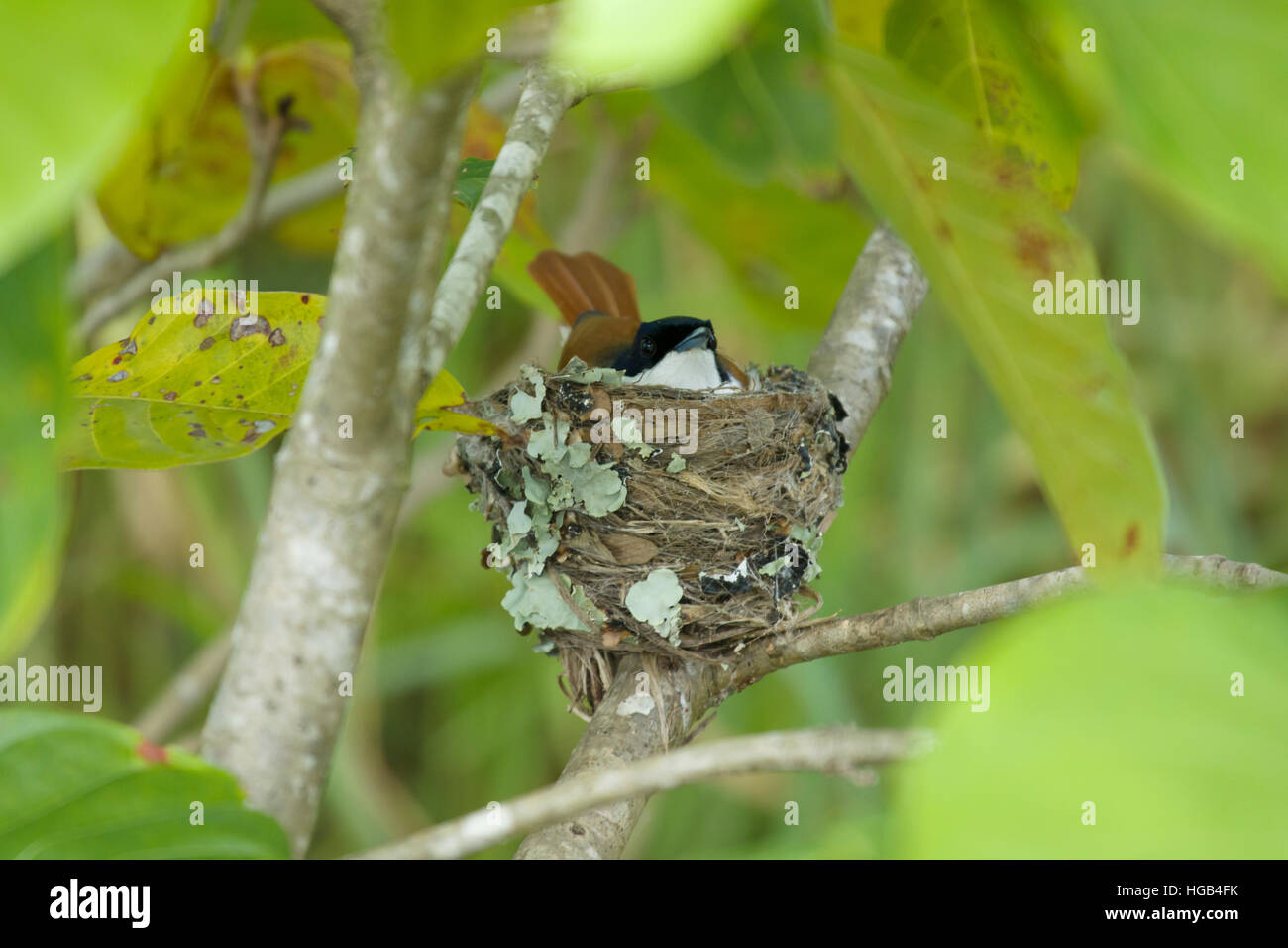 Satin Flycatcher - Weibchen auf nest Myiagra Cyanoleuca Daintree Queensland, Australien BI030132 Stockfoto