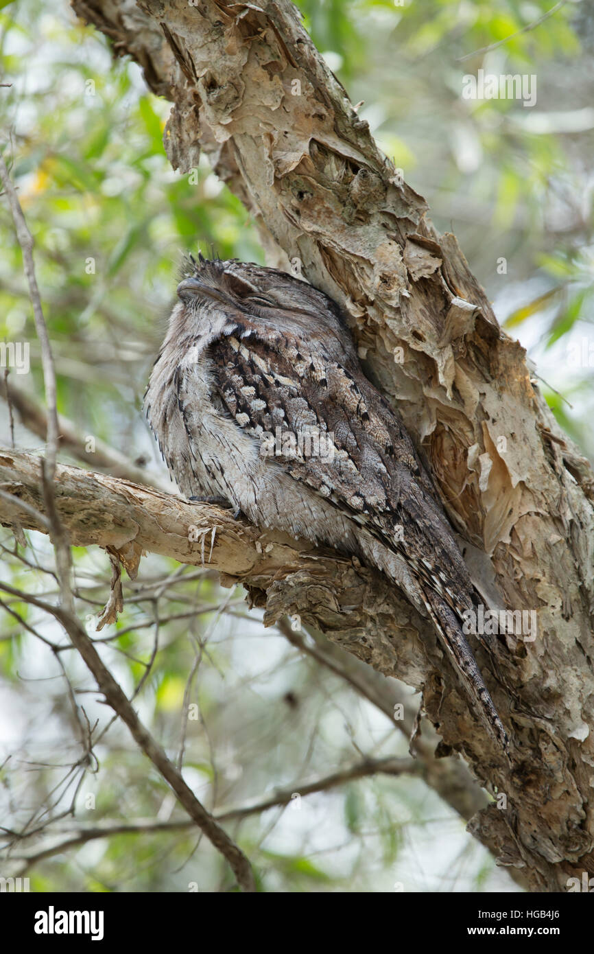 Tawny Frogmouth - bei tagsüber Roost ein Strigoides Brisbane Queensland, Australien BI030142 Stockfoto