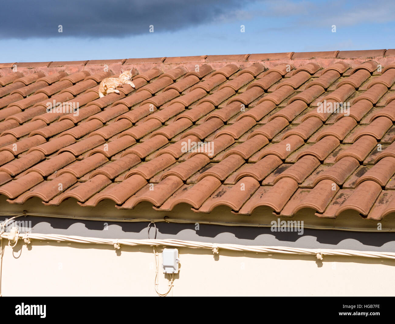Katze auf einem Ziegeldach Sonnen. Eine Katze Lounges auf eine orange Ziegeldach, wobei in der Morgensonne. Rua da Santa Casa da Misericordi, Lagoa, Açores Stockfoto