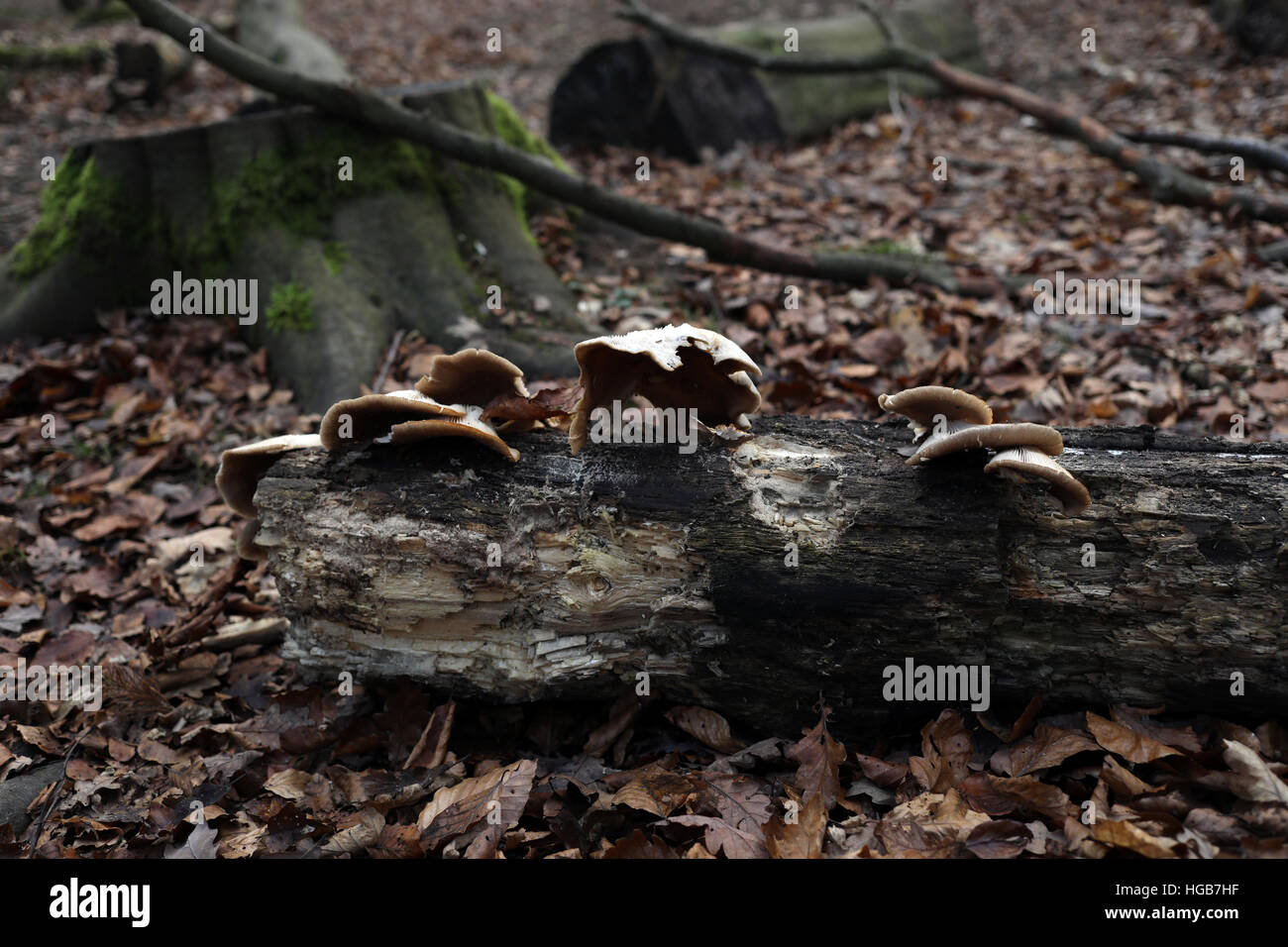 baumpilz im Wald Stockfoto
