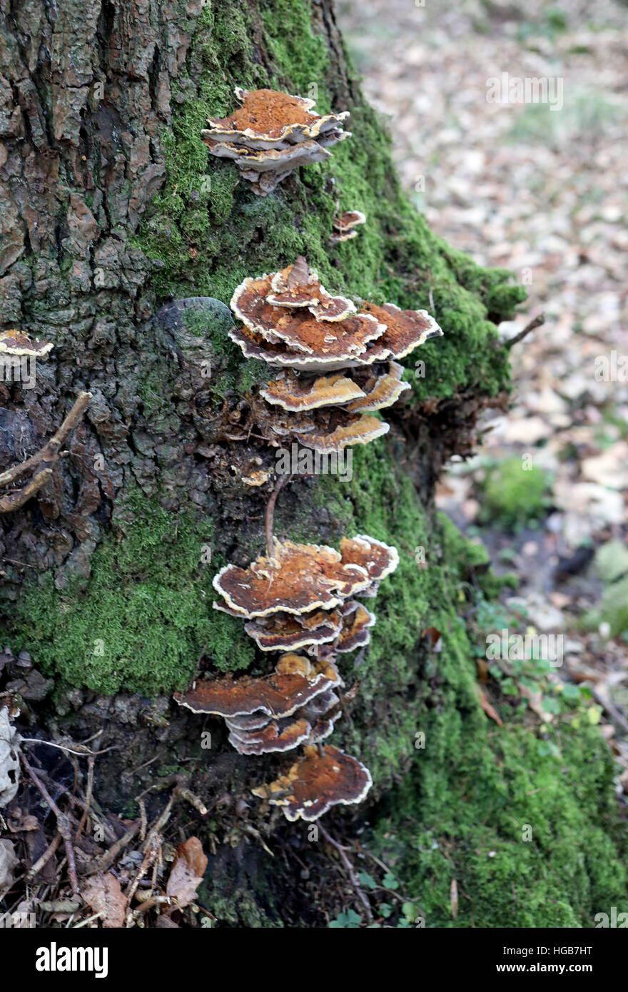 baumpilz im Wald Stockfoto