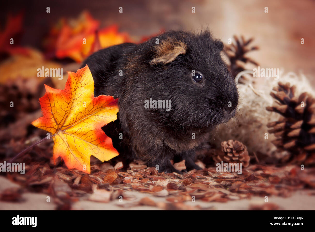 Meerschweinchen mit Herbst Dekoration Stockfoto