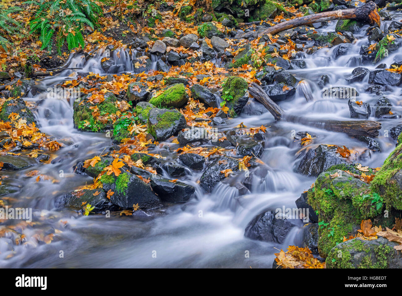 USA, Oregon, Columbia River Gorge National Scenic Area, Hunger Creek im Herbst mit gefallenen Ahorn Blätter, dunklen vulkanischen Felsen und Moos. Stockfoto