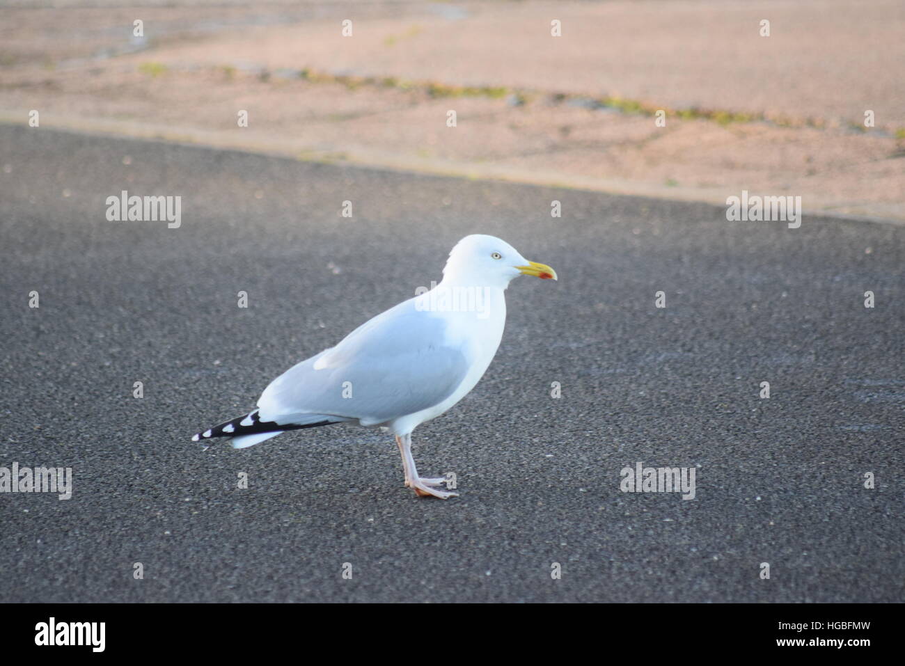 Eine Möwe im Brighton City Airport Stockfoto