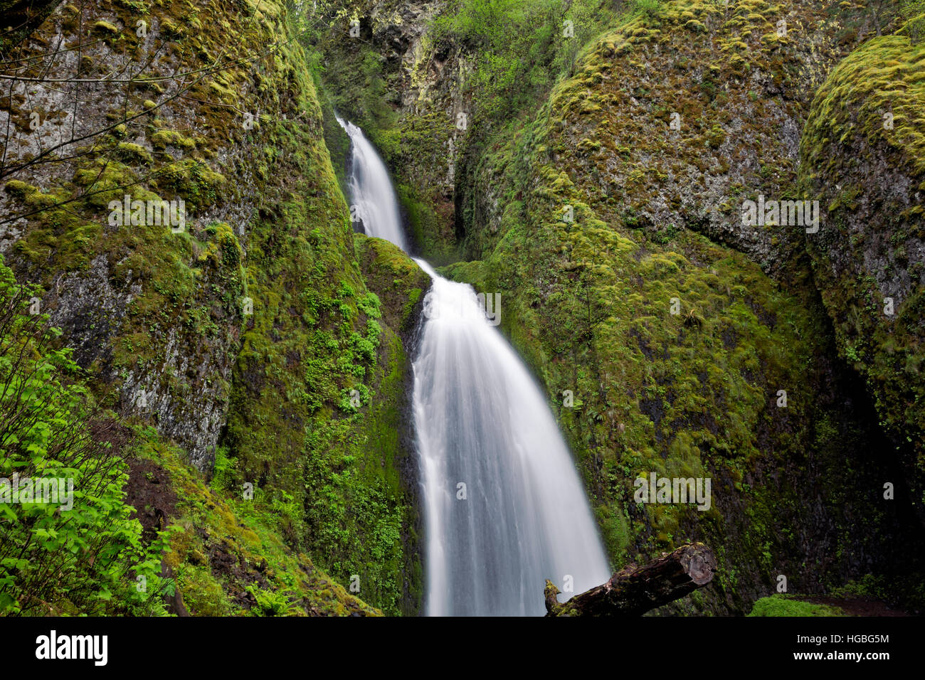 OR02195-00... OREGON - Wahkeena fällt in die Columbia River Gorge National Scenic Area. Stockfoto