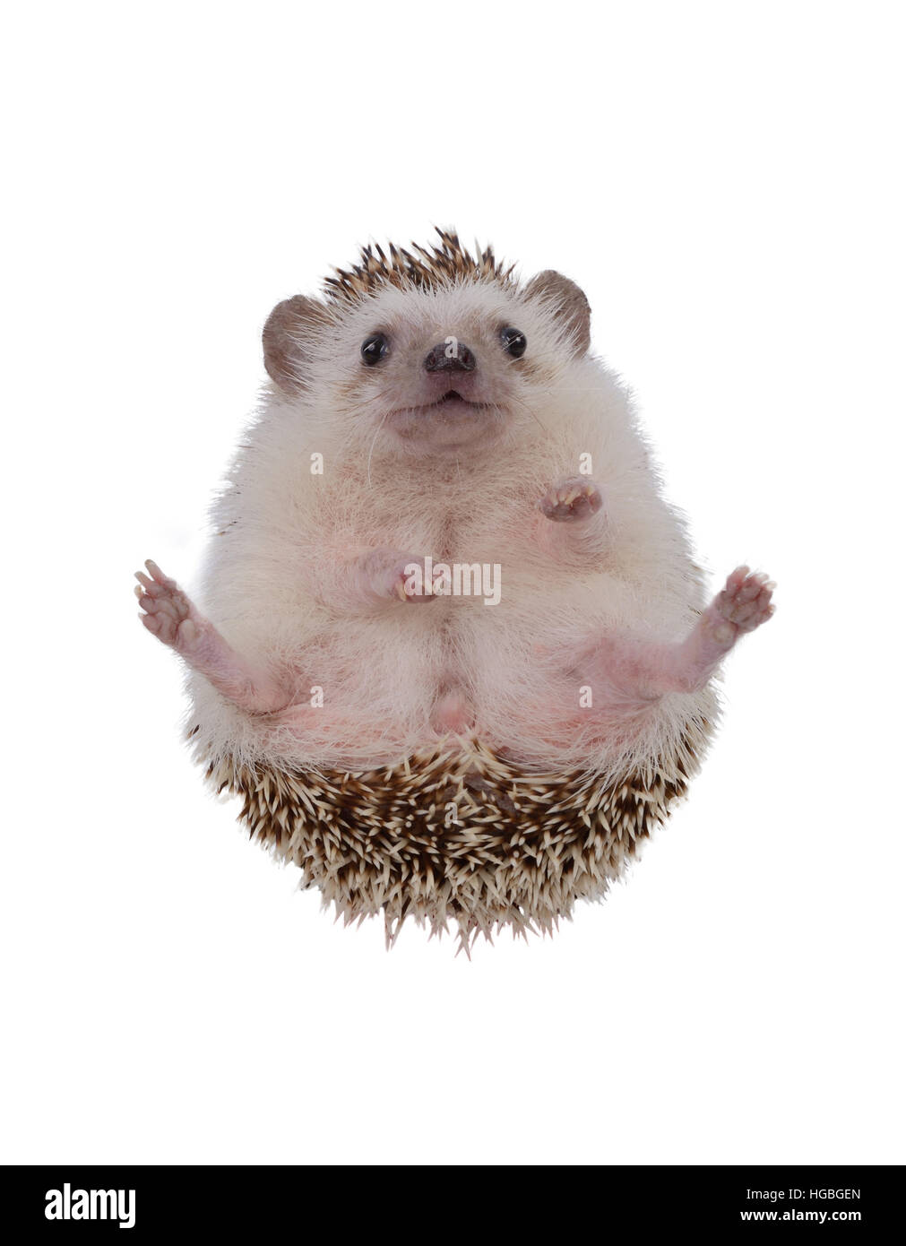 Süßer igel -Fotos und -Bildmaterial in hoher Auflösung – Alamy