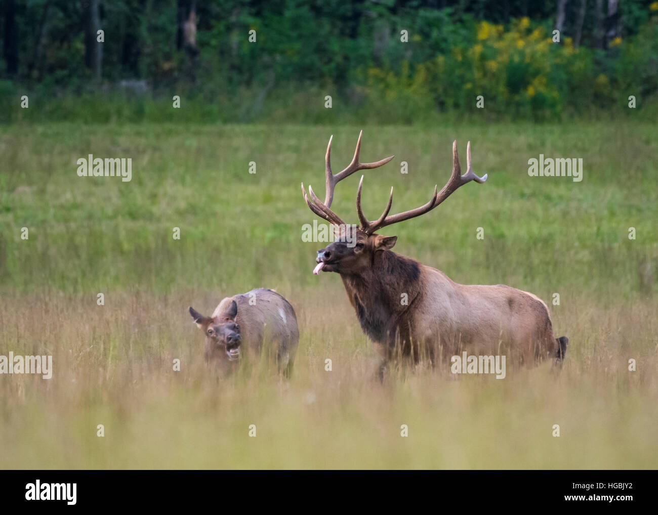 Bull Elk erfolglos versucht, Mate mit Kuh in den Beginn der Brunft Saison Stockfoto
