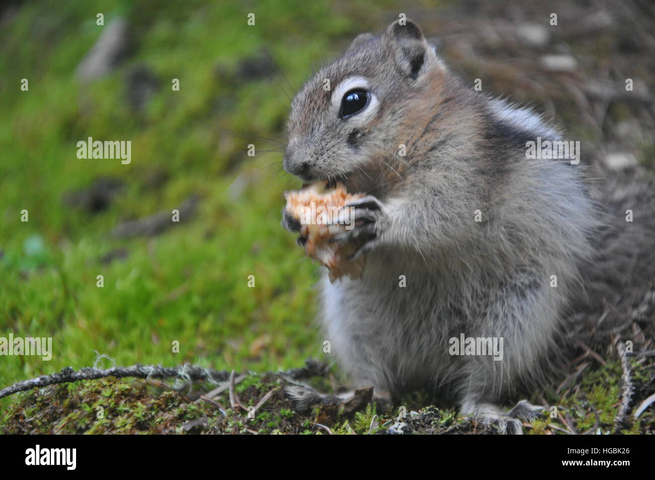 Eichhörnchen im Wald zu essen Stockfoto