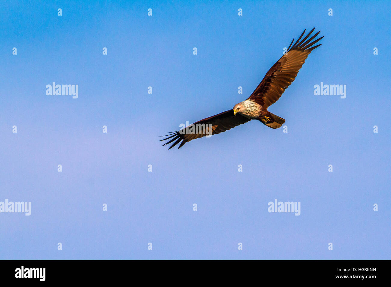 Brahminy Kite fliegen in blauer Himmel isoliert; Specie Haliastur Indus Familie Accipitridae Stockfoto