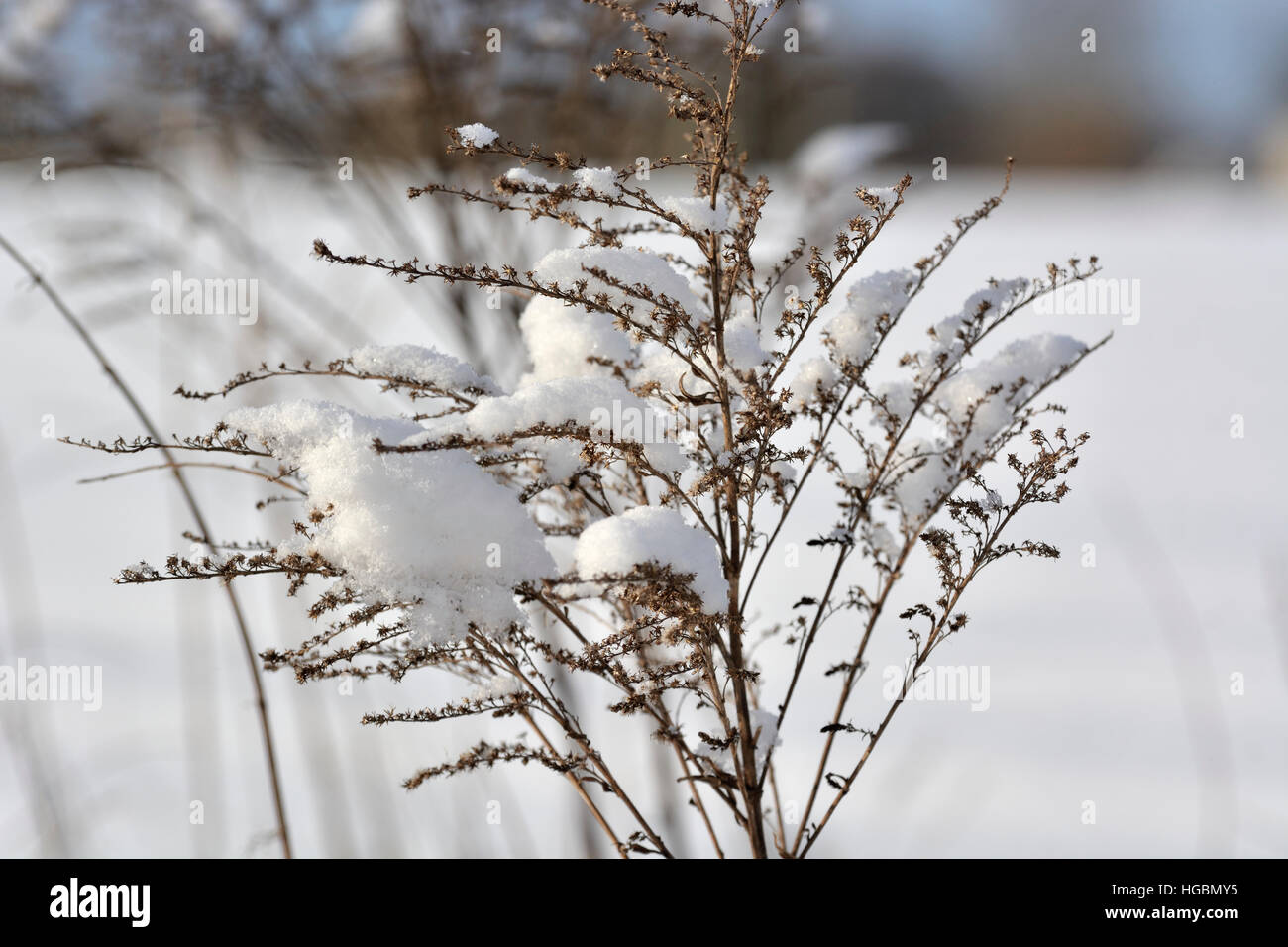 Schnee in trockene Pflanze Stockfoto