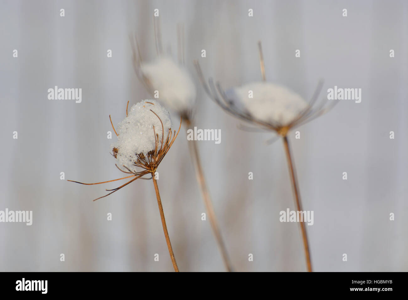 Schnee in trockene Pflanze in die Tasse Stockfoto