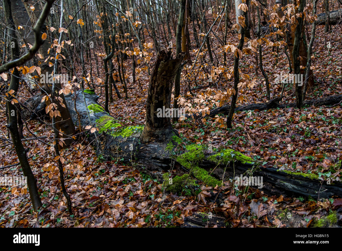 Wald im Winter, Moos und Blätter auf tote Bäume, Äste, Baumstämme, Stockfoto