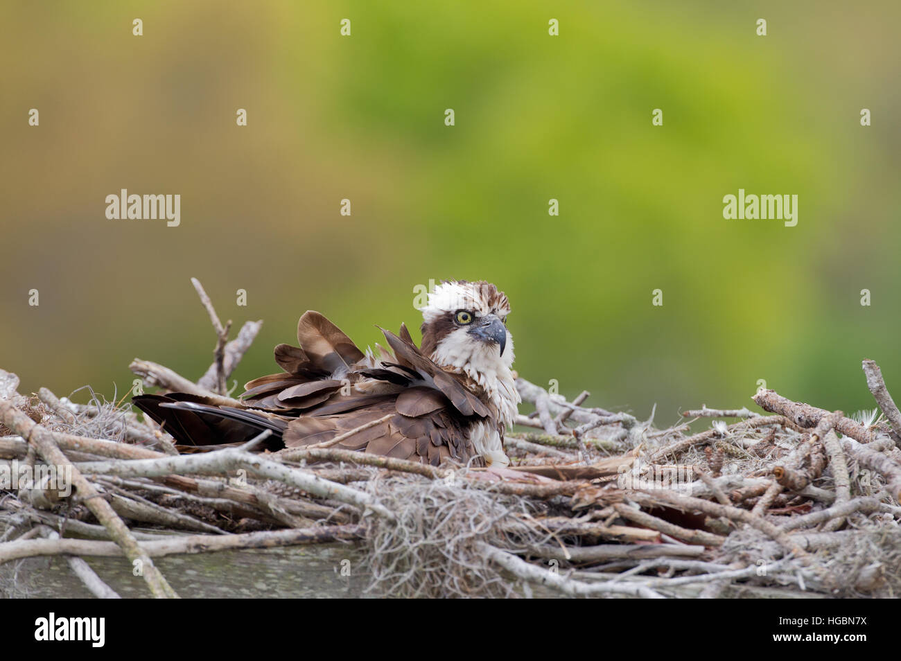 Erwachsenen Osprey Nestbau Stockfoto