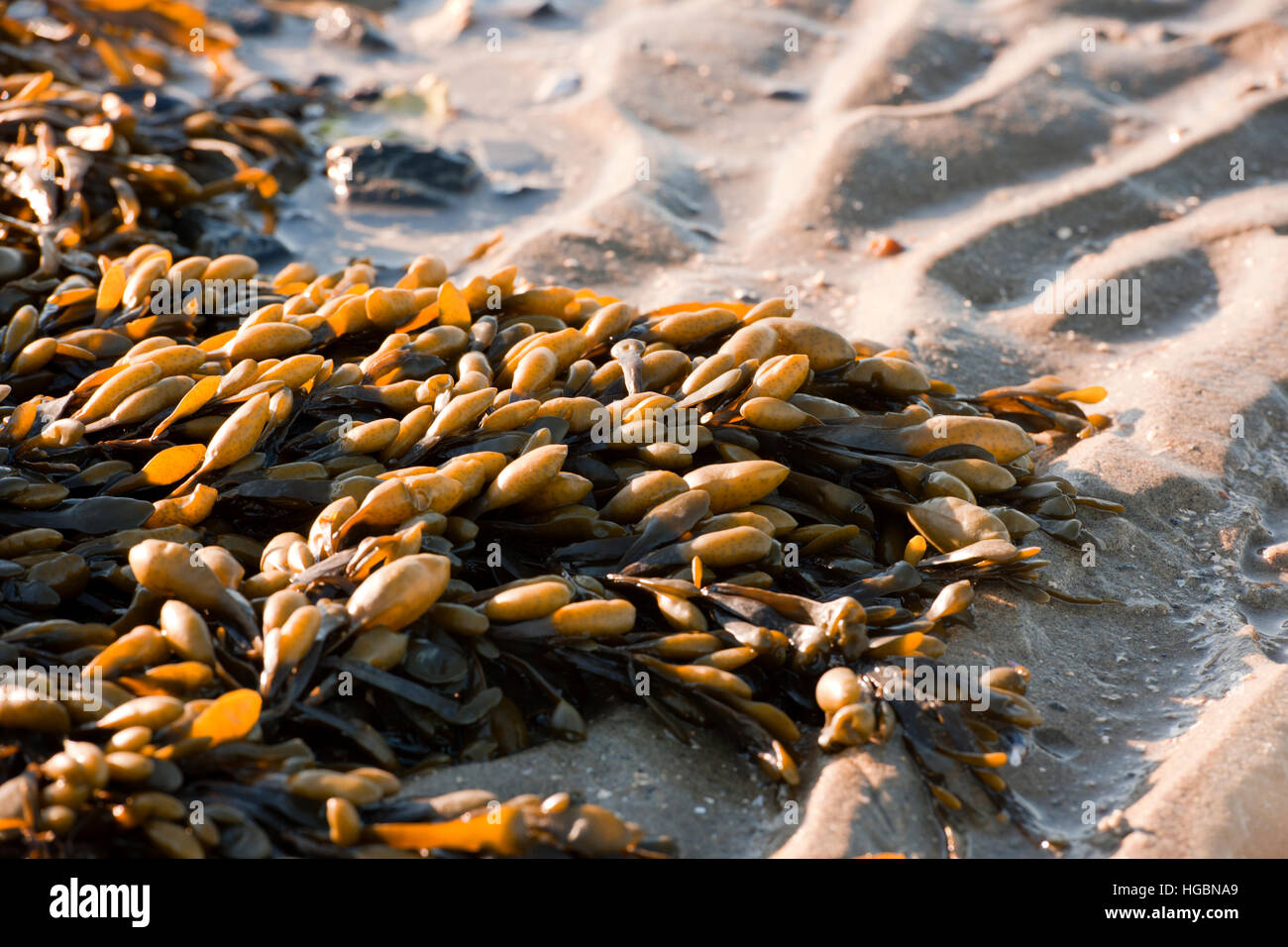 Braune Algen / Blasentang am Strand bei niedrigen Gezeiten Zeeland die Niederlande Westerschelde Stockfoto