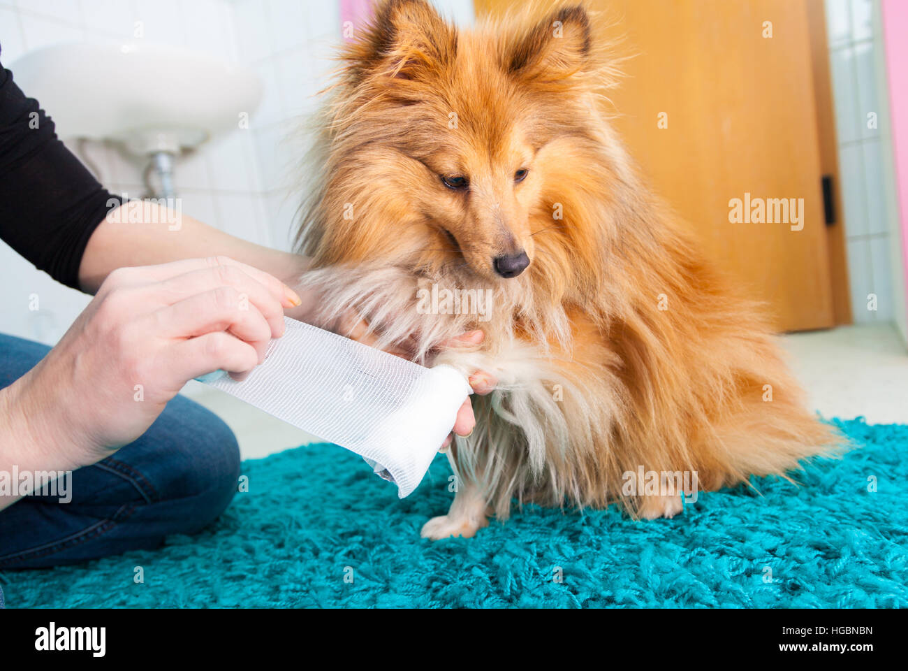 menschlichen Verband ein Sheltie in Bad Stockfoto