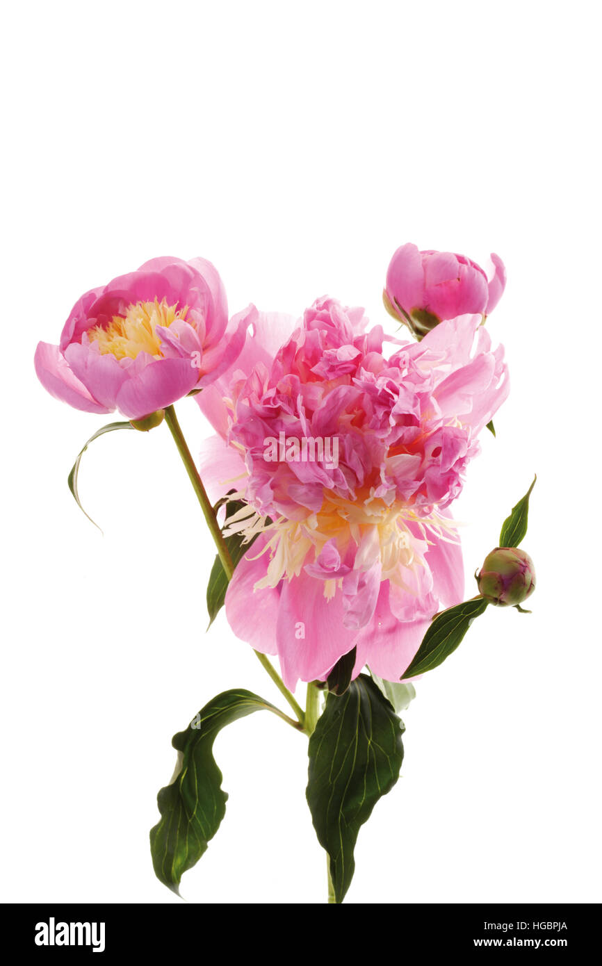 Große rosa blüten Ausgeschnittene Stockfotos und bilder Alamy
