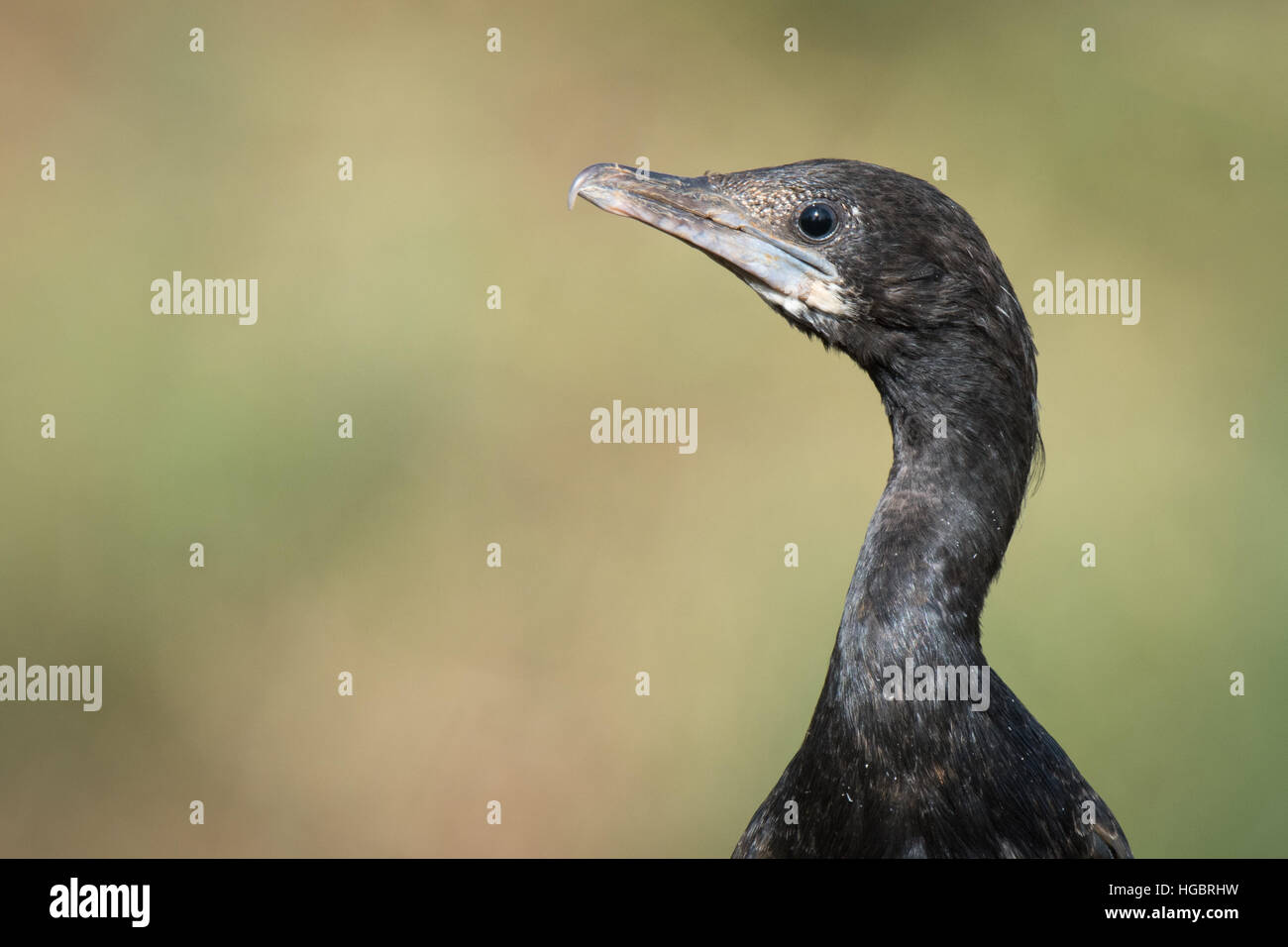 Der kleine Kormoran (Microcarbo Niger) ist ein Mitglied der Kormoran Familie von Seevögeln. Stockfoto