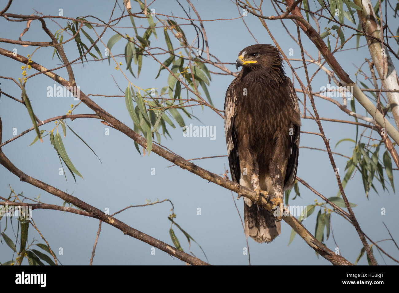 Der Schwarzmilan (Milvus Migrans) ist eine mittlere Greifvogel in der Familie Accipitridae, dies ist die Unterart der schwarz-eared Kite (Milvus migran Stockfoto