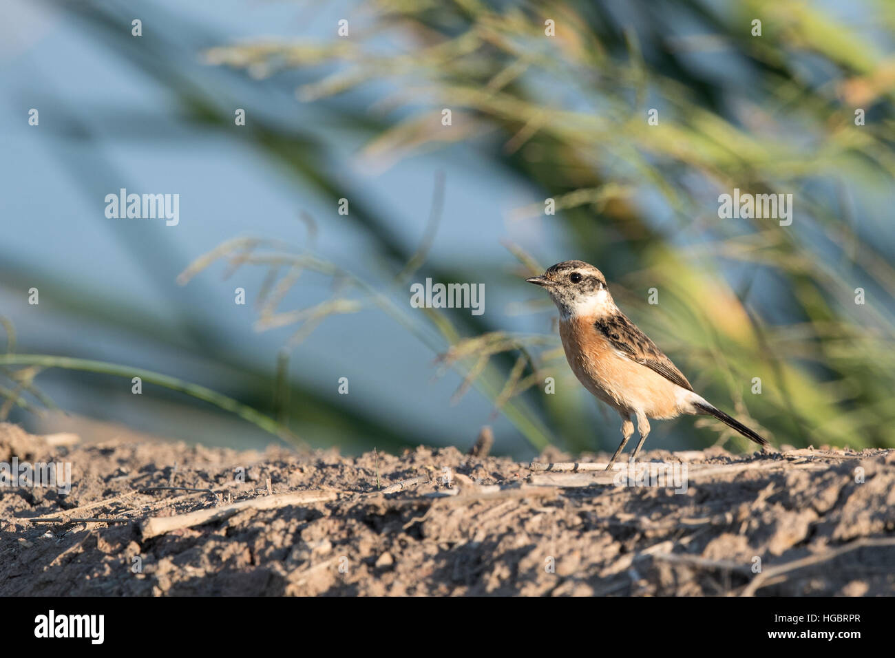 Die Sibirische Schwarzkehlchen oder asiatischen Schwarzkehlchen (Saxicola Maurus) ist ein vor kurzem validierten Arten der alten Welt Fliegenfänger Familie (Muscicapidae). Stockfoto