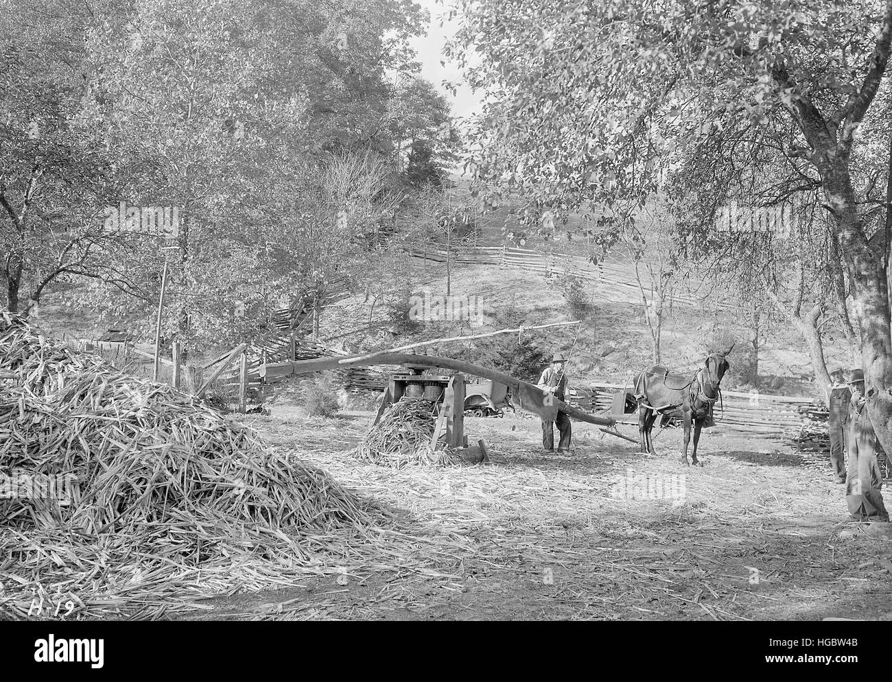 Schleifen Rohrstock für Sorghum Andersonville, Tennessee, 1933. Stockfoto