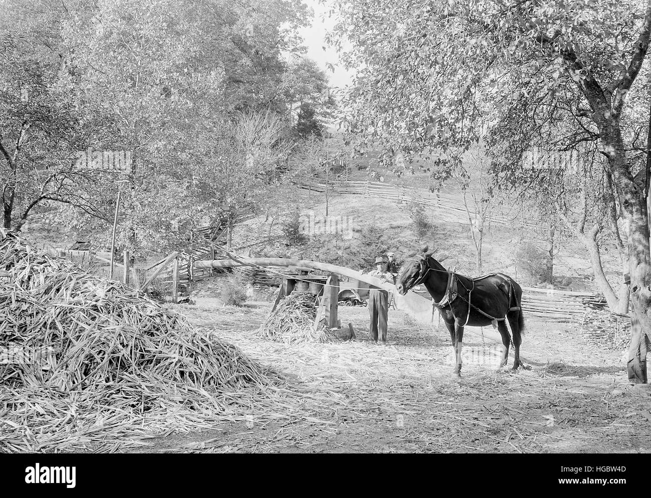 Schleifen Sorghum Zuckerrohr Andersonville, Tennessee, 1933. Stockfoto