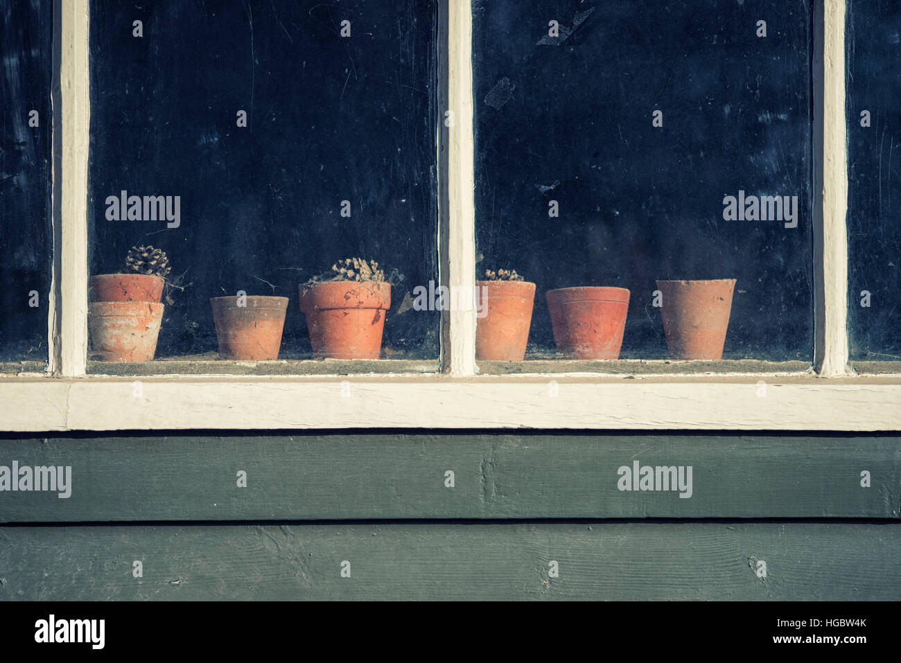 Sterbenden Pflanzen in Töpfen im Fenster des alten Vintage Potting shed Stockfoto