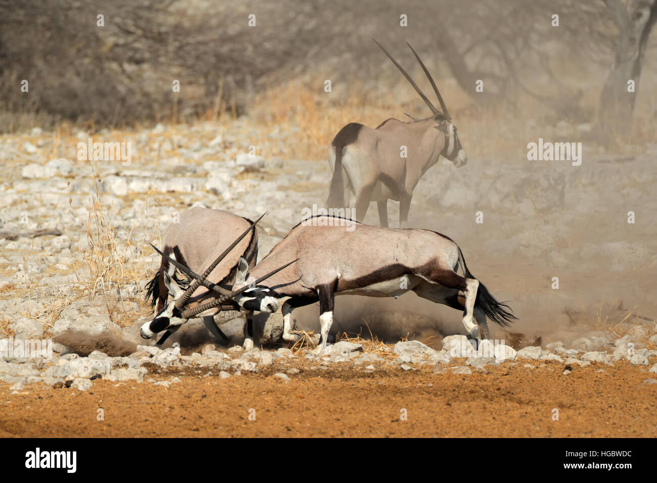 Zwei Oryx-Antilopen (Oryx Gazella) kämpfen, Etosha Nationalpark, Namibia Stockfoto