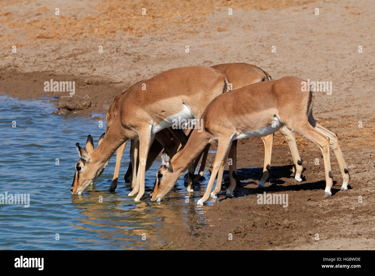 Impala-Antilopen (Aepyceros Melampus)-Trinkwasser, Etosha Nationalpark, Namibia Stockfoto