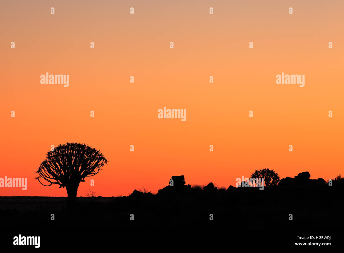 Silhouette der Köcherbäume (Aloe Dichotoma) bei Sonnenuntergang, Namibia, Südliches Afrika Stockfoto