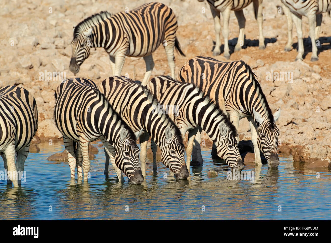 Ebenen Zebras (Equus Burchelli) Trinkwasser, Etosha Nationalpark, Namibia Stockfoto