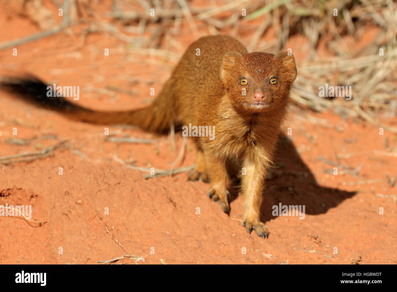 Eine schlanke Manguste (Galerella sanguineaund) im natürlichen Lebensraum, Südafrika Stockfoto