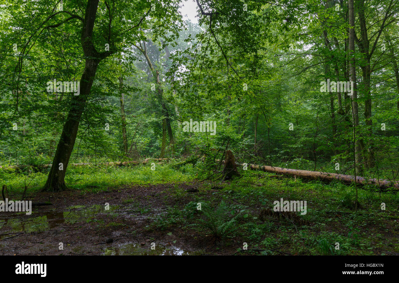 Natürlichen Laub-Stand mit einigen alten Bäume und Farne nur Starkregen nach Bialowieza Forest, Polen, Europa Stockfoto