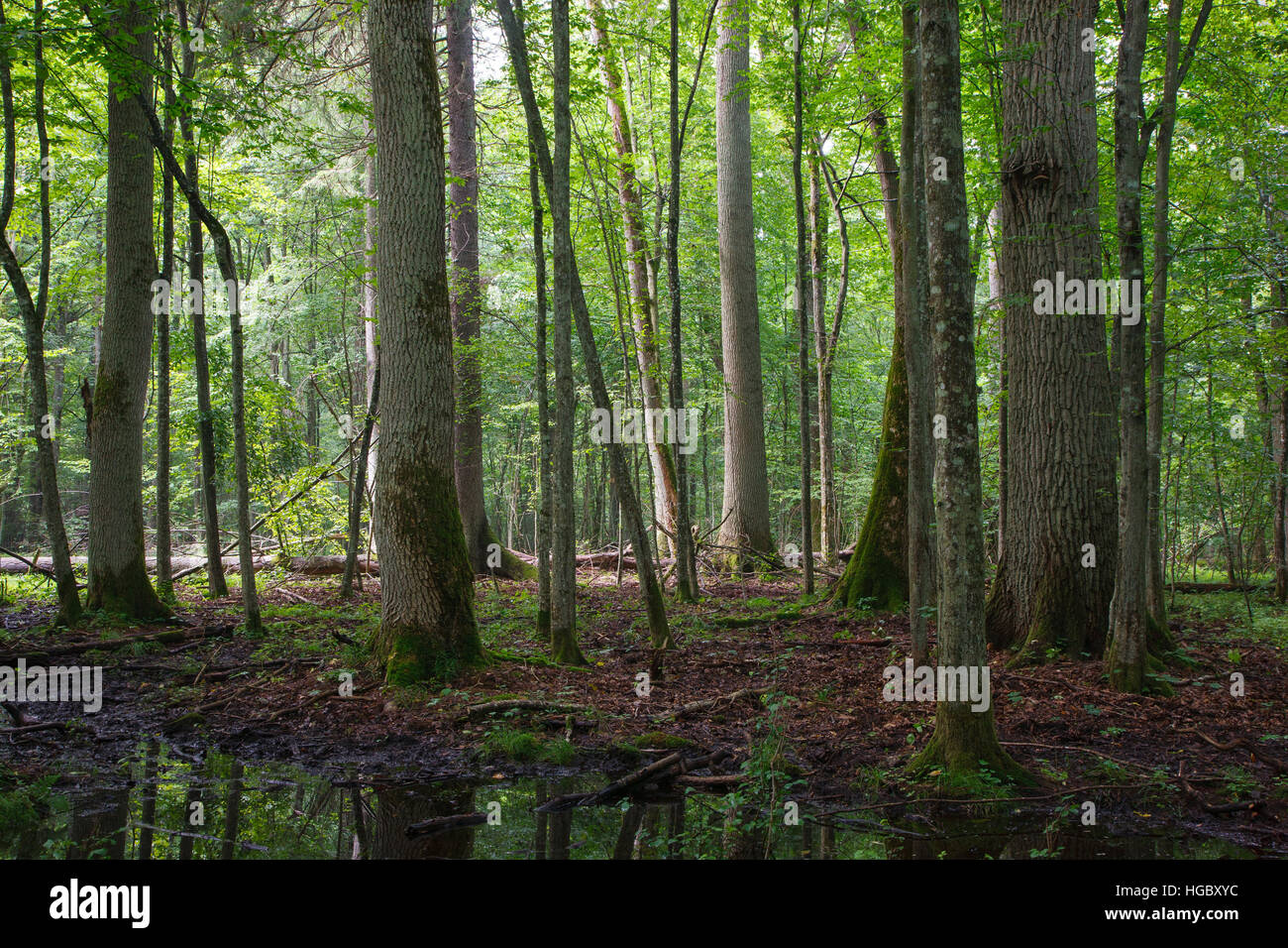 Alten Esche und Eiche Bäume im Sommer natürliche Laub-Stand, Białowieża Wald, Polen, Europa Stockfoto