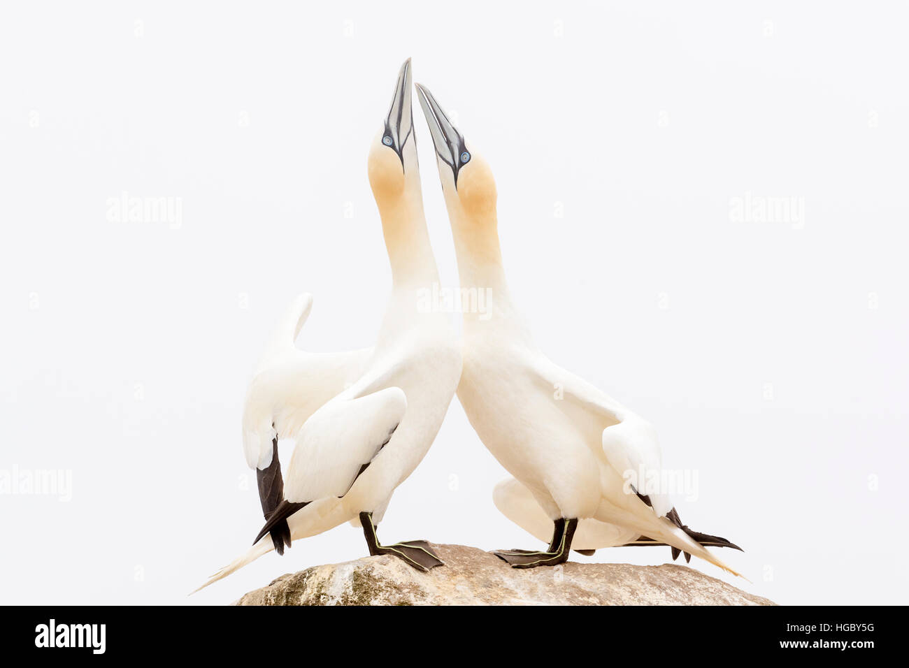 Nördlichen Basstölpel (Morus Bassanus) Erwachsenen paar, anzeigen, stehen auf Felsen, große Saltee Saltee Inseln, Irland Stockfoto