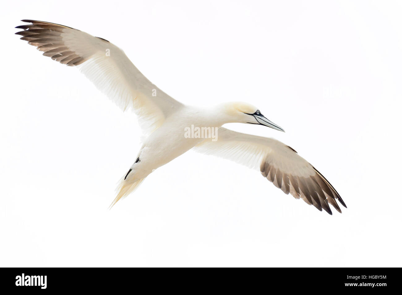 Basstölpel (Morus Bassanus) gegen weißen Himmel, große Saltee Saltee Inseln, Irland fliegen. Stockfoto
