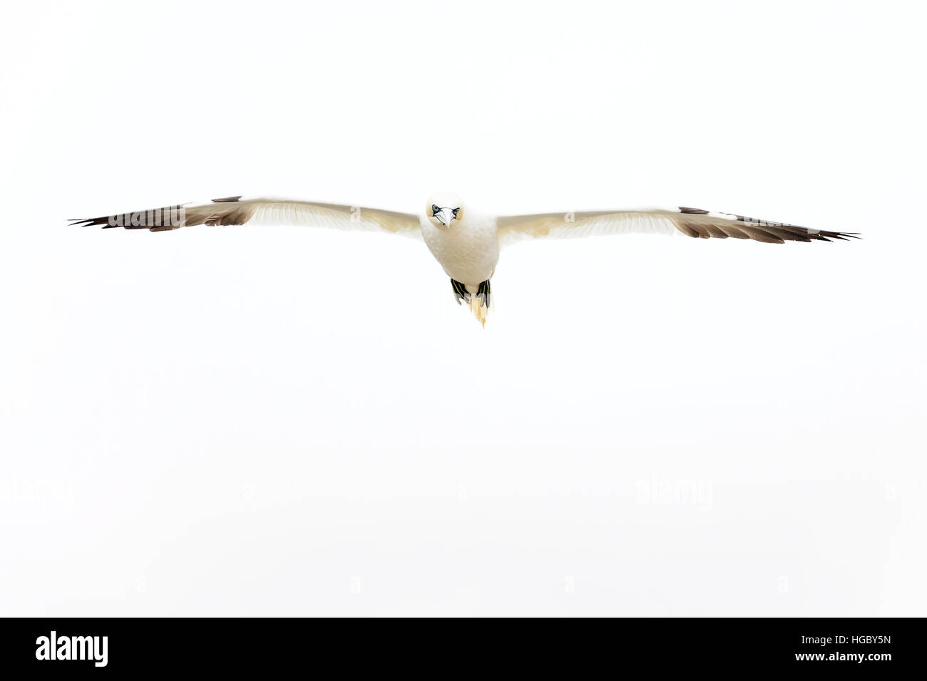 Basstölpel (Morus Bassanus) gegen weißen Himmel, große Saltee Saltee Inseln, Irland fliegen. Stockfoto
