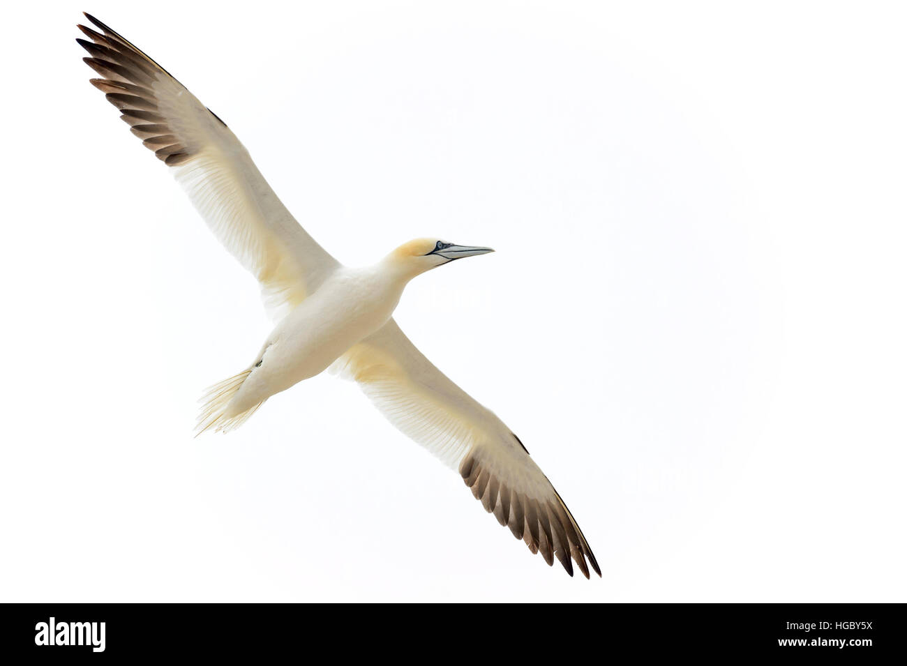 Basstölpel (Morus Bassanus) gegen weißen Himmel, große Saltee Saltee Inseln, Irland fliegen. Stockfoto
