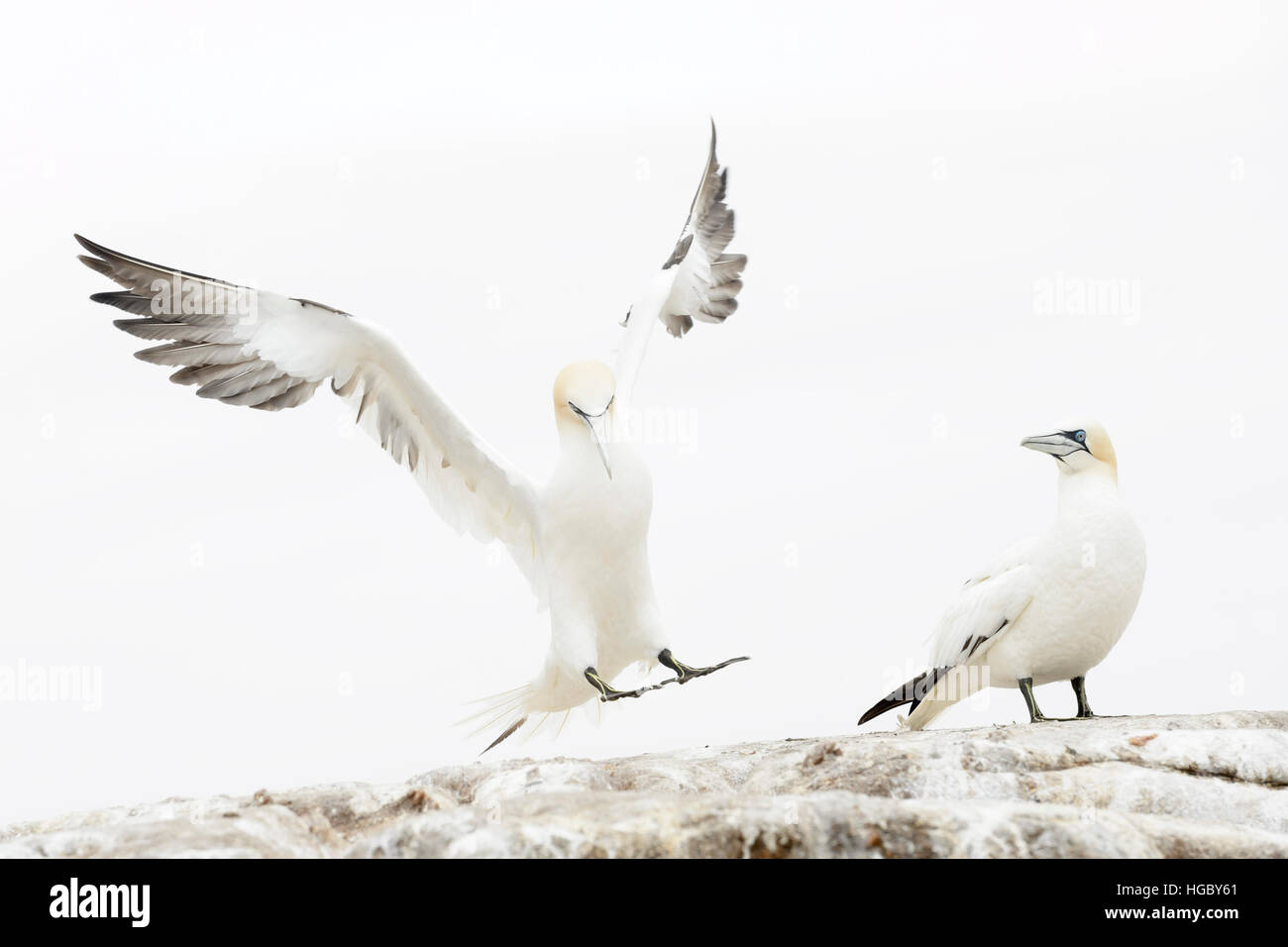Basstölpel (Morus Bassanus) landet auf dem Tölpelkolonie am großen Saltee, Saltee Inseln, Irland. Stockfoto