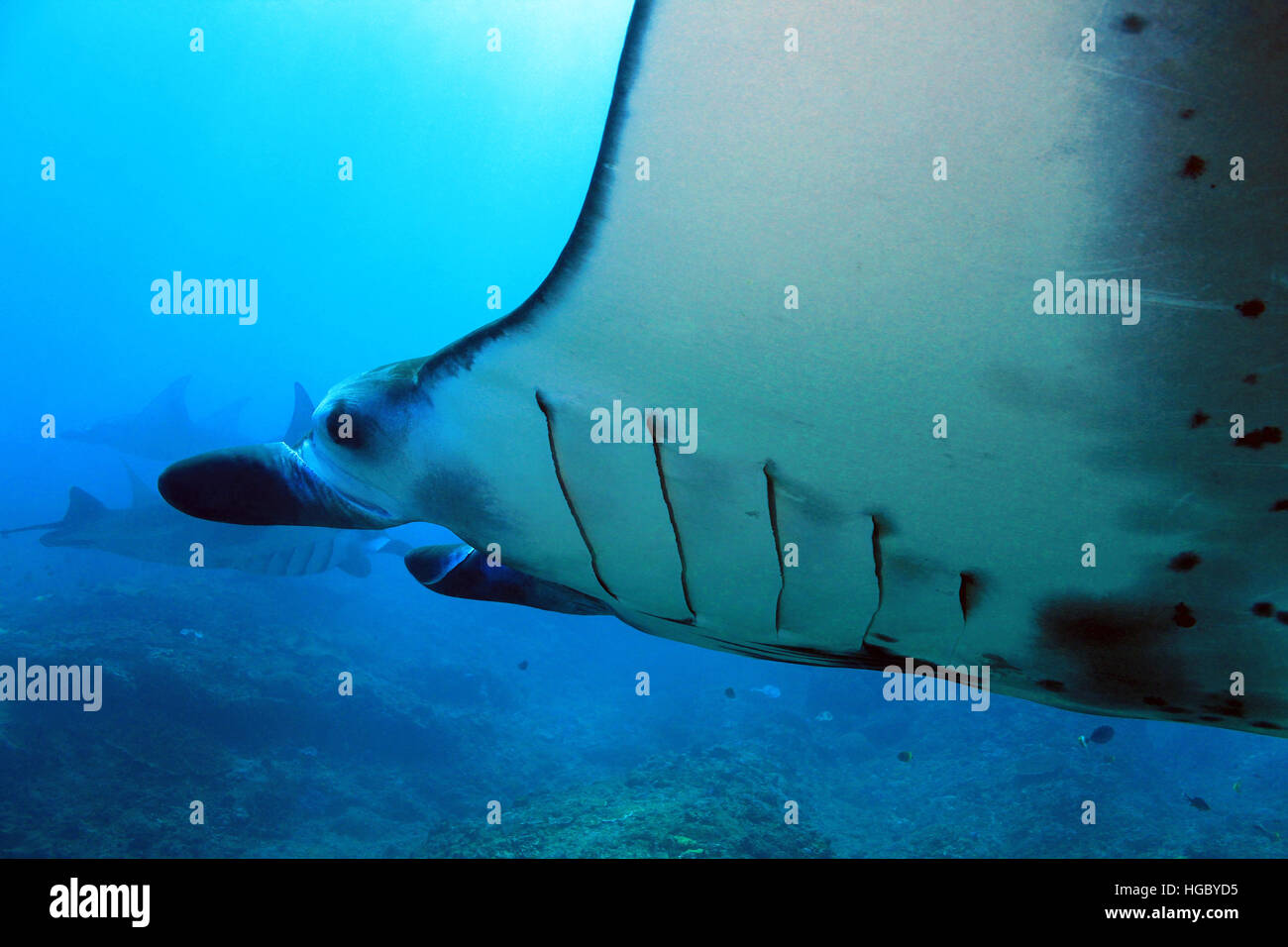 Mantarochen (Manta Birostris) bei Nusa Penida. Bali, Indonesien Stockfoto