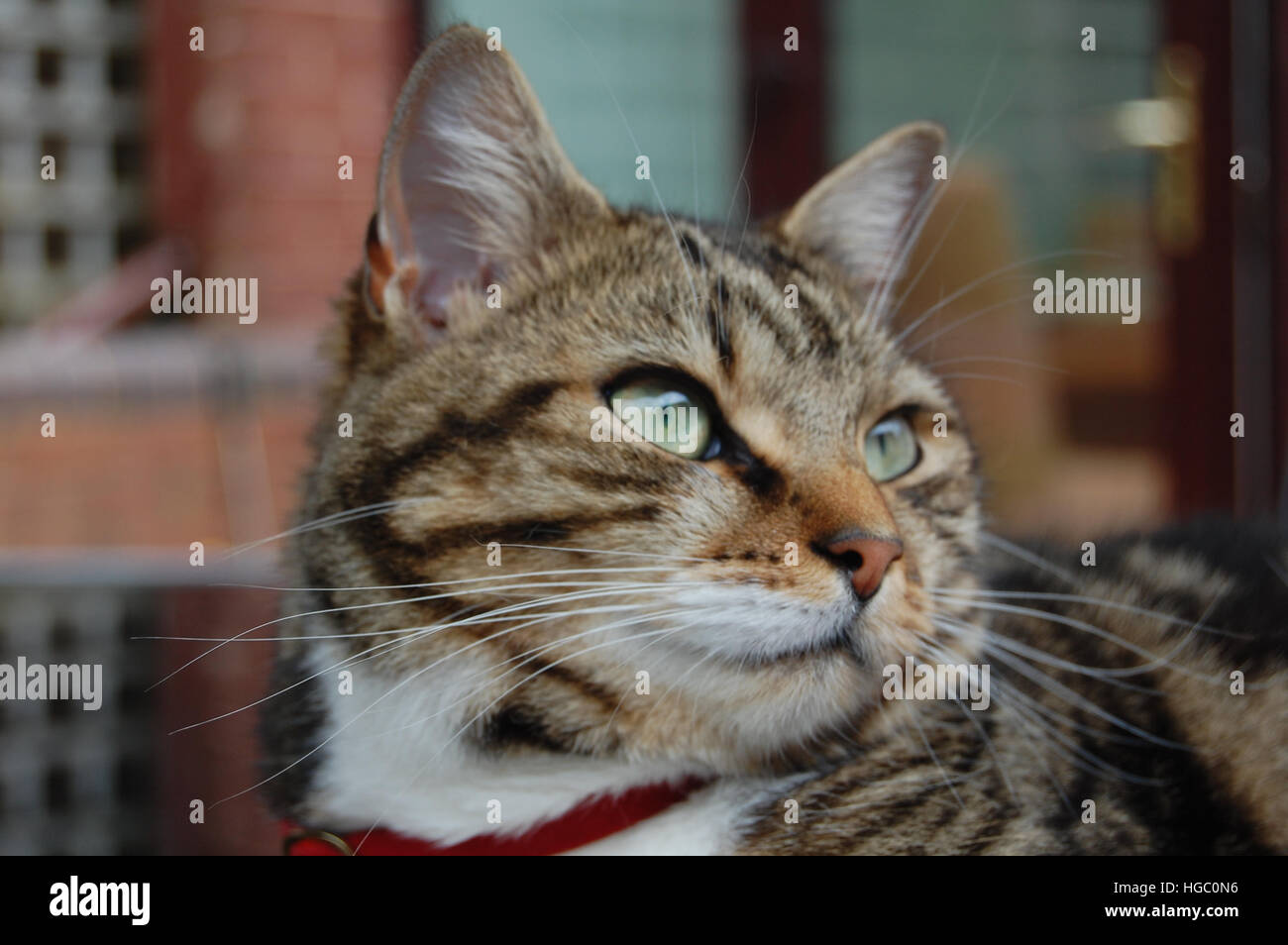Foto einer Tabby Katze – 3/4 Seitenprofil mit hellen grünen Augen, trägt ein rotes Halsband, und den Blick vom Betrachter weg. Stockfoto