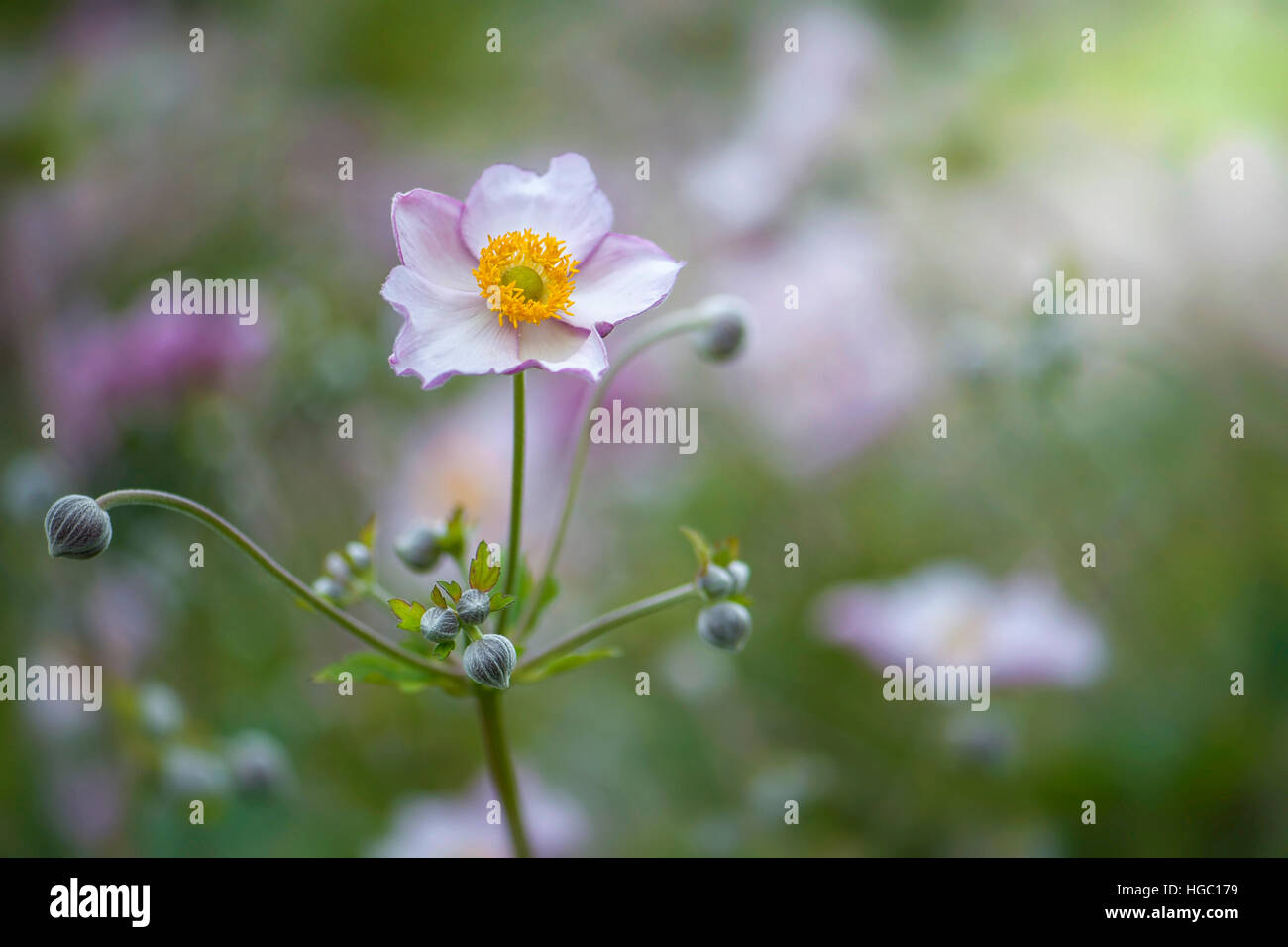 Rosa japanische Anemone Blüte und Knospen - Anemone Hupehensis var. Japonica, Stockfoto