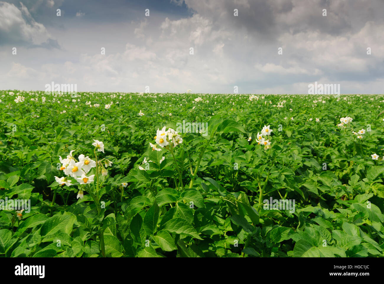 : Feld Kartoffel (Solanum Tuberosum), Niederösterreich, Niederösterreich, Österreich Stockfoto