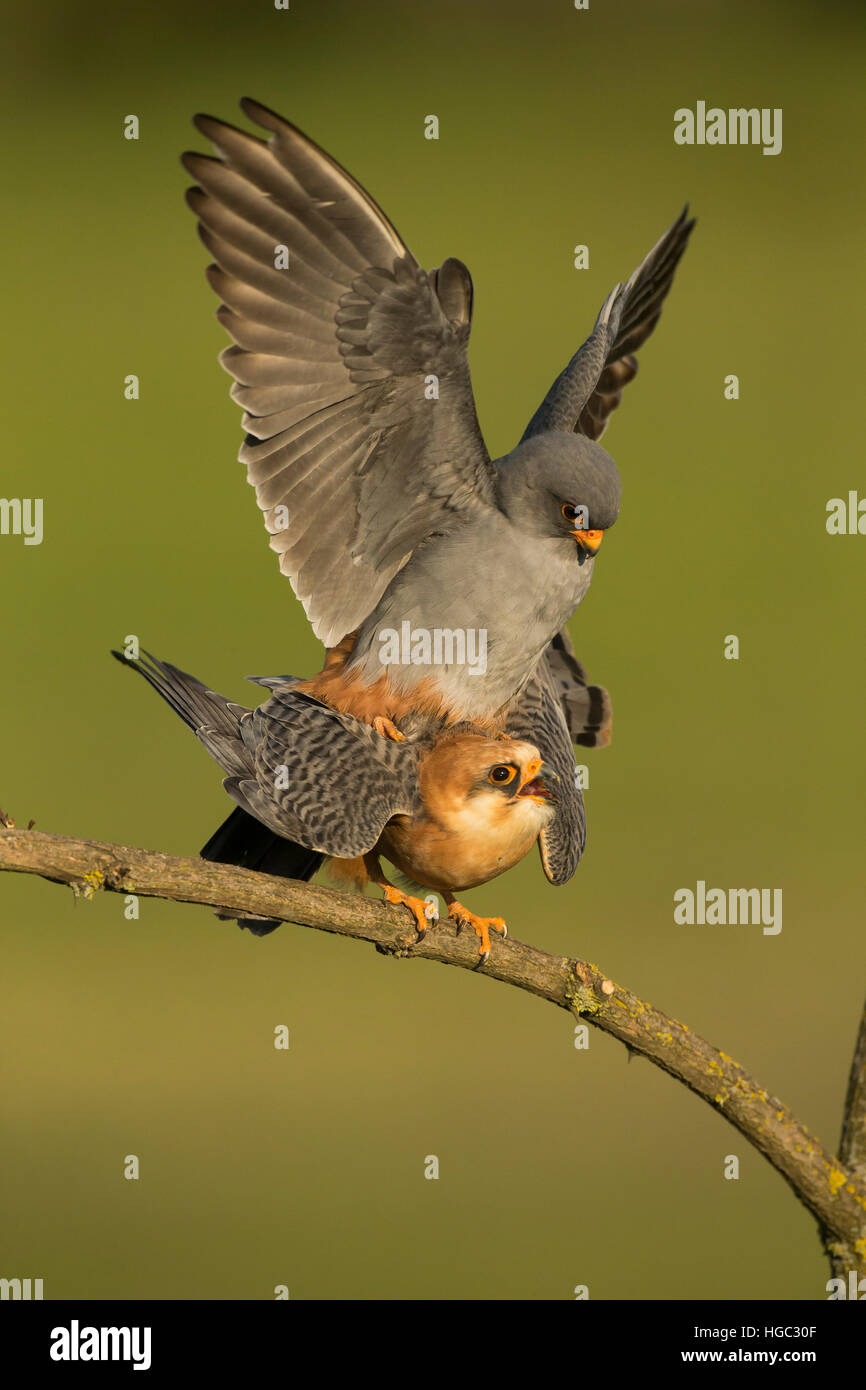 Red footed Falken (Falco Vespertinus) Paarung Stockfoto