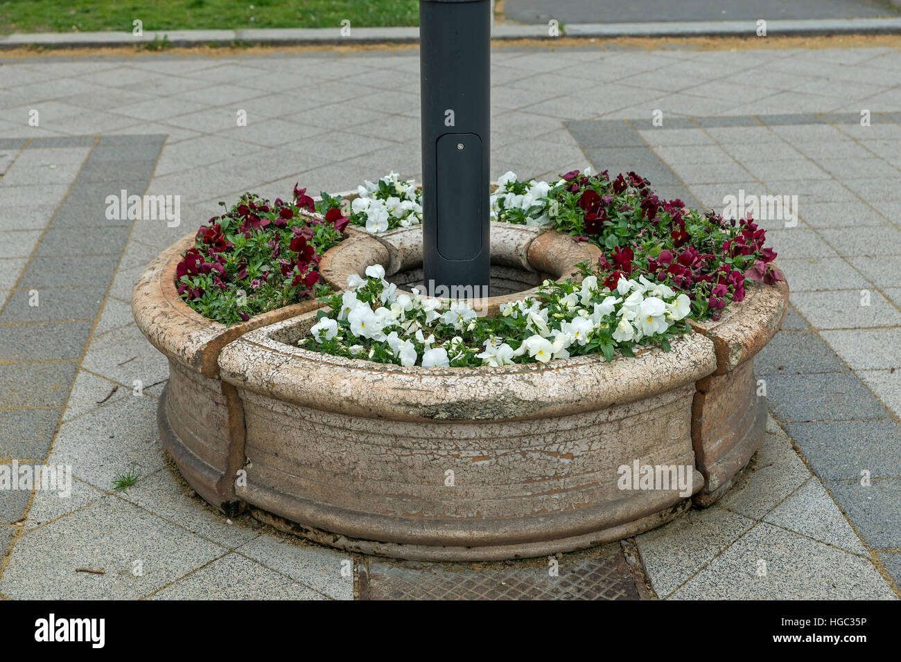 Rot und weiß violett in Stein Töpfe im park Stockfoto