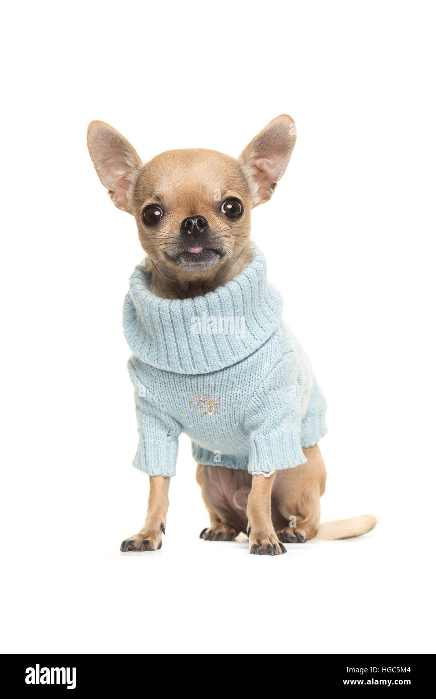 Niedliche Chihuahua Welpen sitzen und vor der Kamera tragen eine blaue Strickpullover isoliert auf weißem Hintergrund Stockfoto