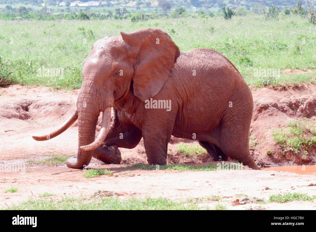 Kenias rote Elefant unter ein Schlammbad in Tsavo East Park Stockfoto