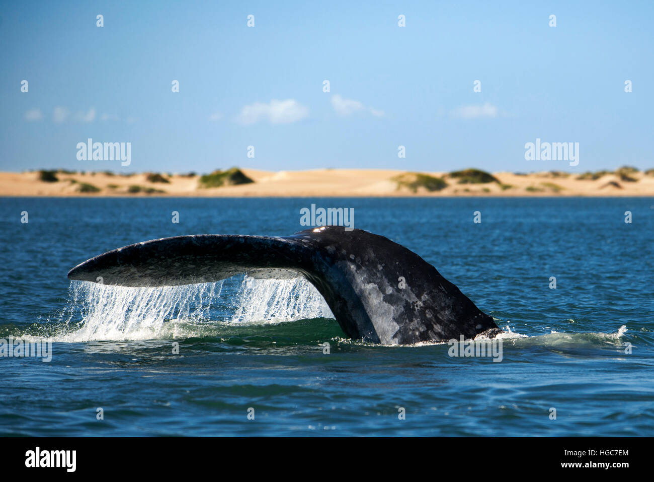 Sichtungen von Grauwale Kalben & Zucht Lebensraum, Bahia Magdalena in Sea of Cortez, Baja California Sur, Mexiko. Stockfoto