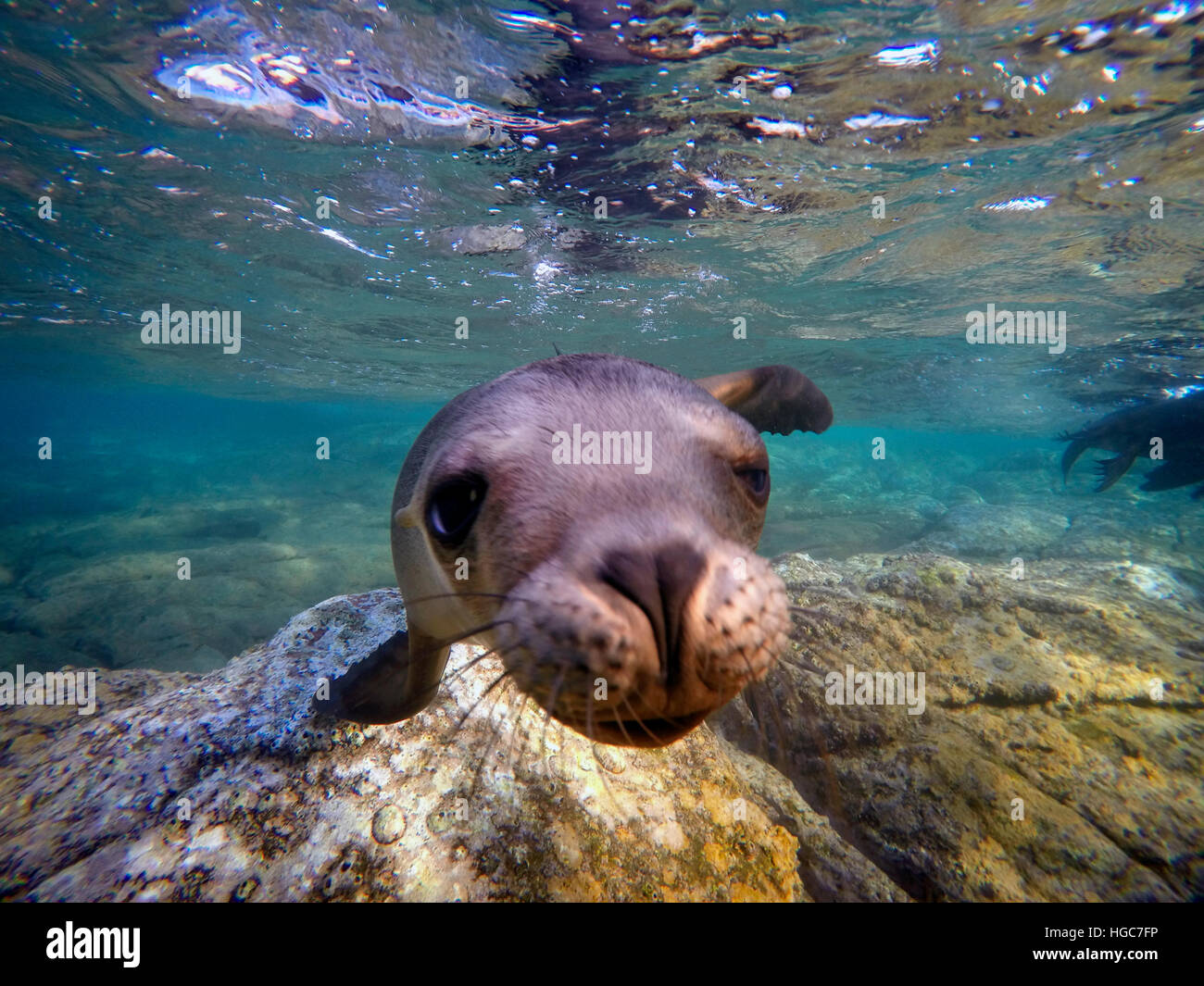 Kalifornische Seelöwen Zalophus Californianus in Los Islotes, Mexiko, Meer von Cortez, Baja California, La Paz. Stockfoto